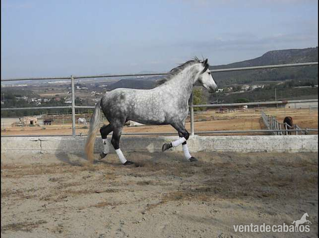  PRE - Tordo Rodao -