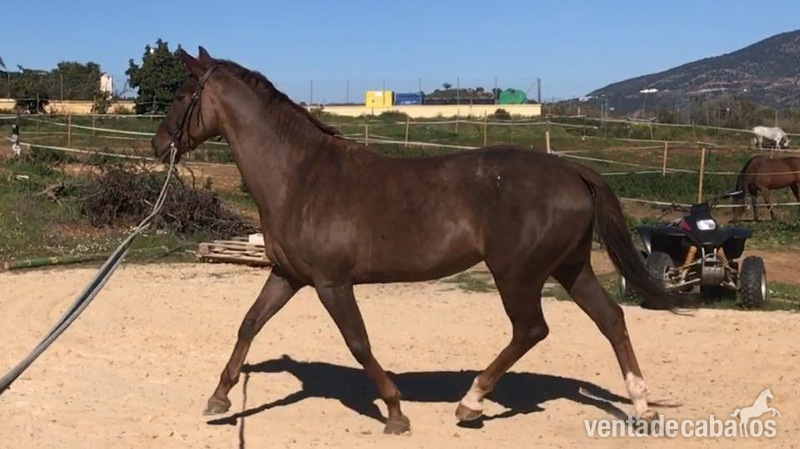 Yegua de salto Con experiencia , perfecta para aprender. - Yeguas Irlandés de deporte