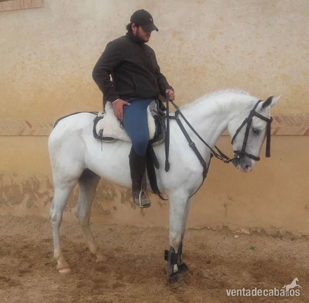 LUSO ARABE
