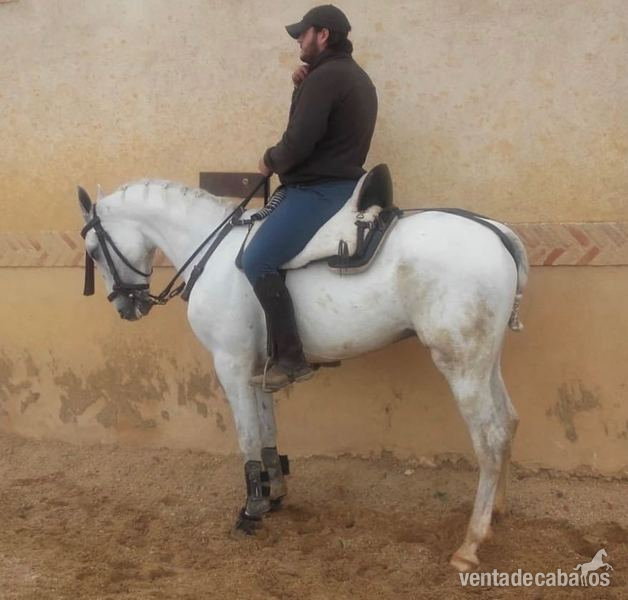 LUSO ARABE {TYPE}