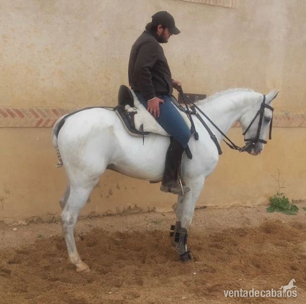 Caballos Capados LUSO ARABE - LUSO - ARABE