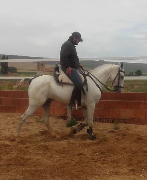 LUSO - ARABE - Caballos Capados LUSO ARABE