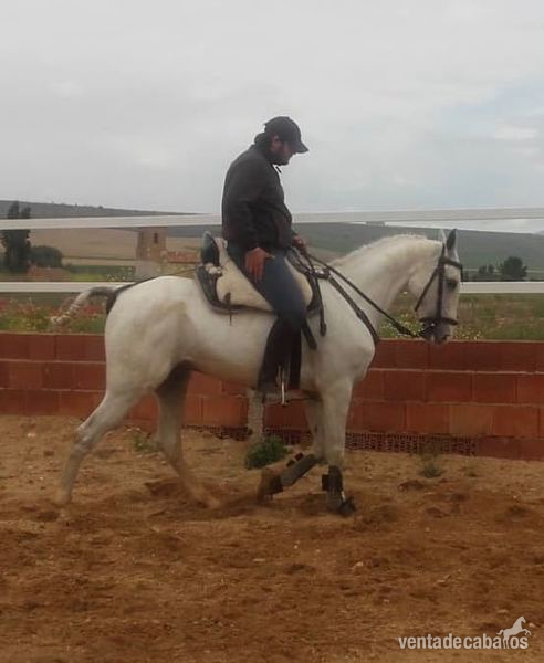 LUSO - ARABE - Caballos Capados LUSO ARABE