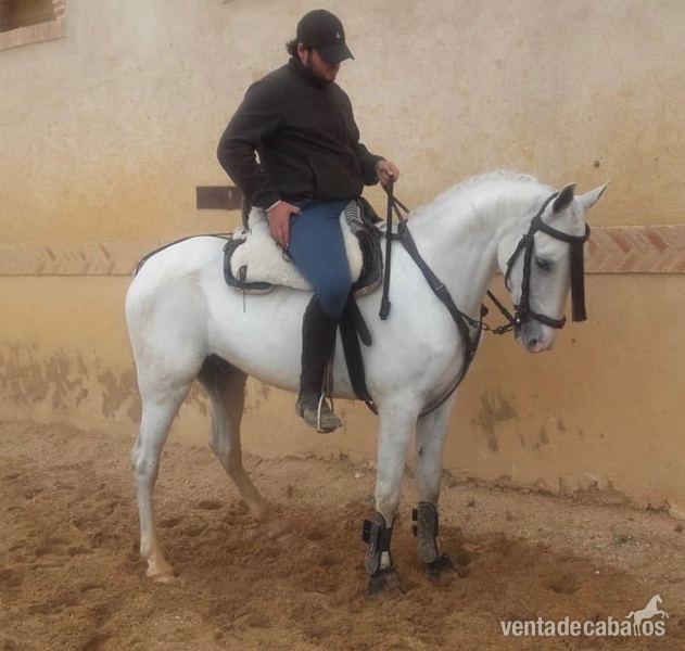 LUSO - ARABE - Caballos Capados