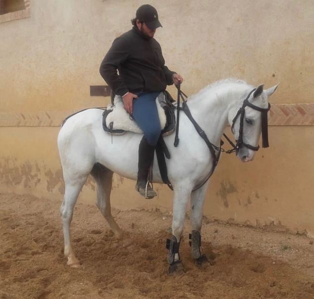 LUSO - ARABE - Caballos Capados