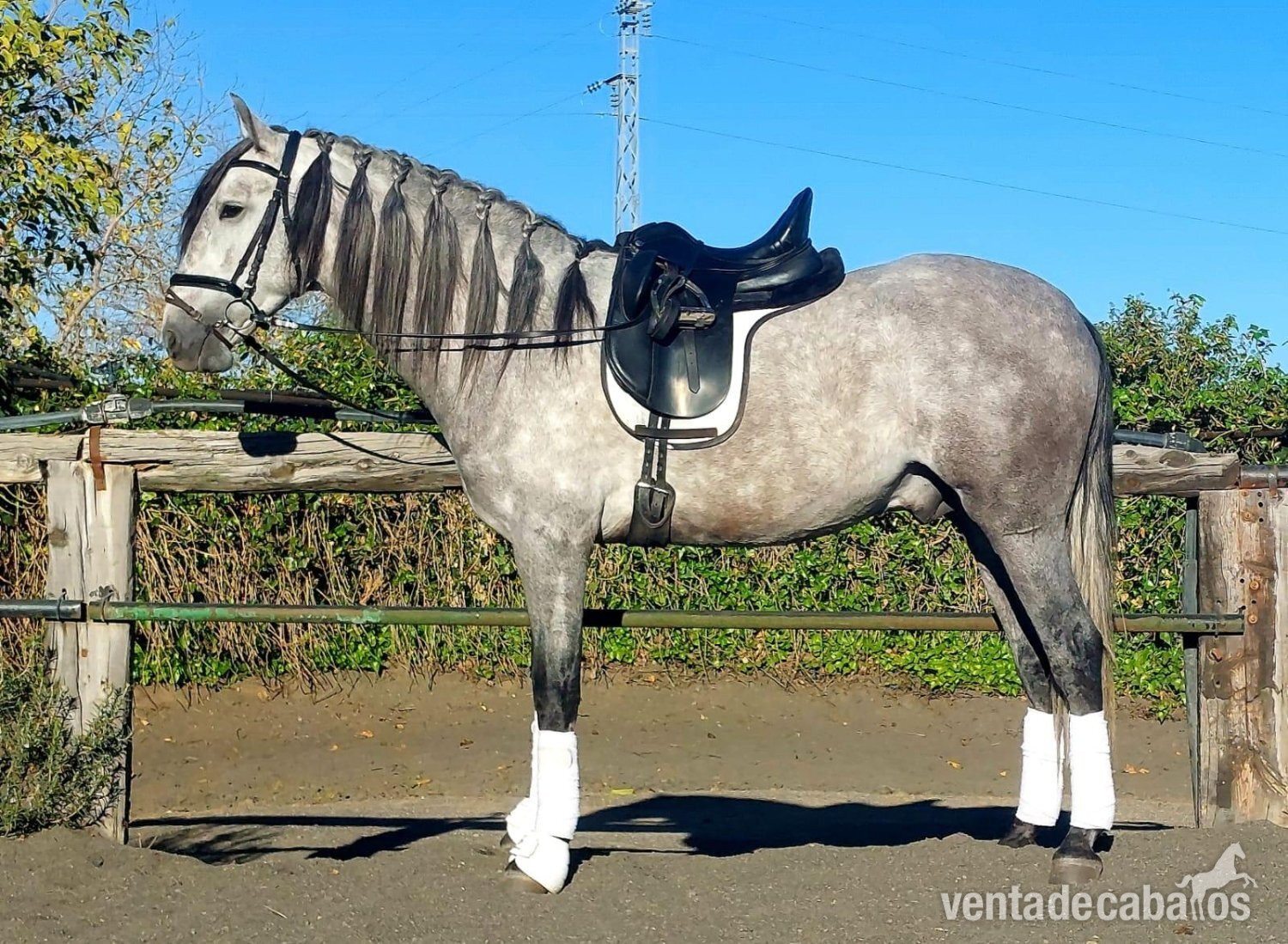 Se vende caballo andaluz. in 