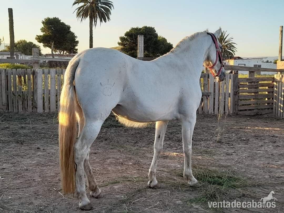 Venta de yegua pre de vientre  in 