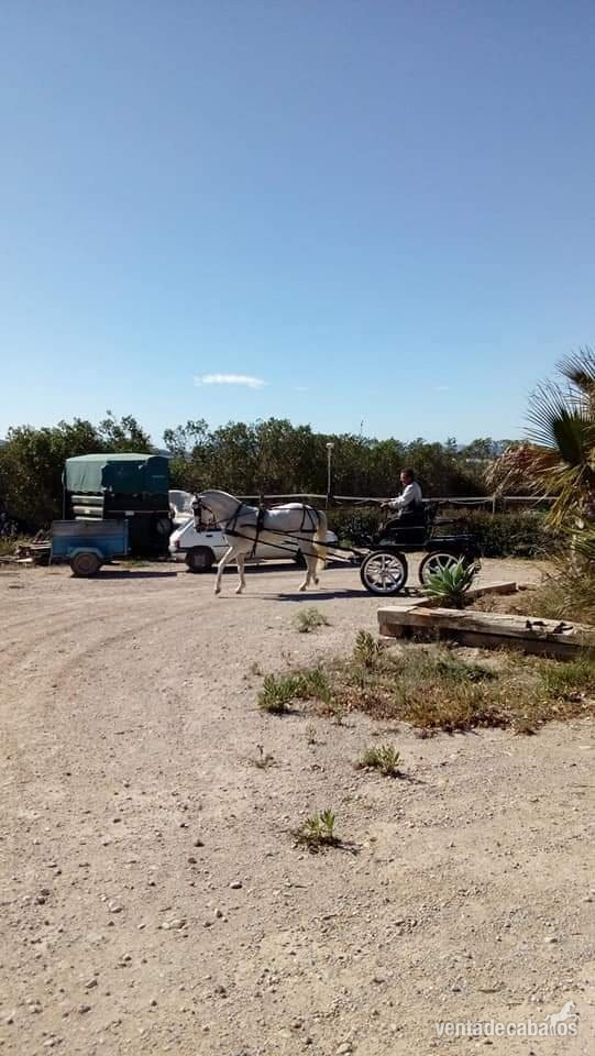 Venta de yegua pre de vientre  - Yeguas