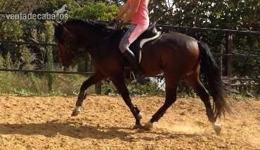 Caballos Pura Raza Española (P.R.E.) Pura Raza Española - Potro castaño 4 años