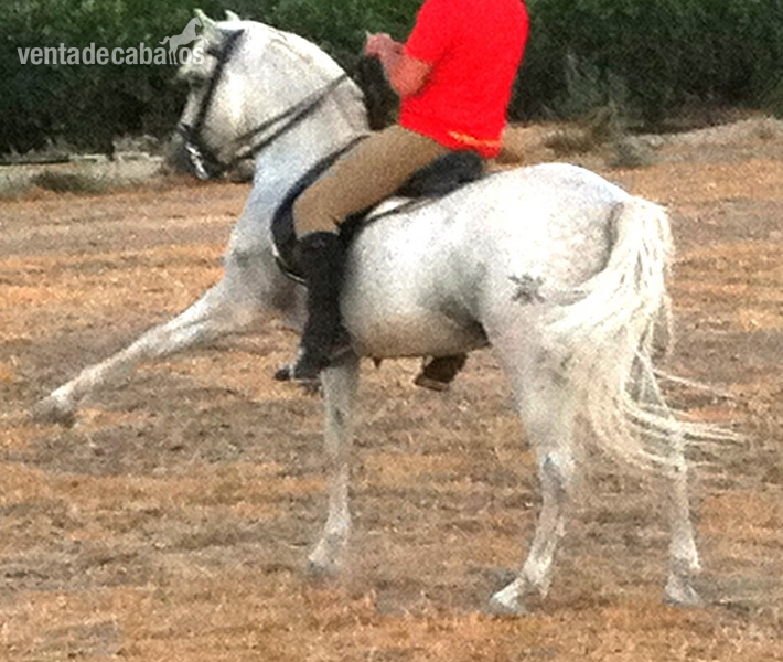 Pura Raza Española {TYPE}
