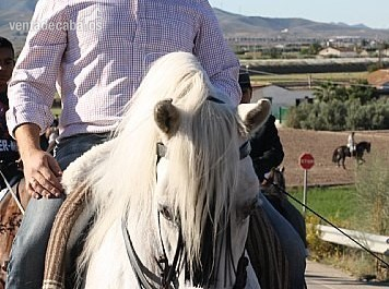 Caballos Capados Pura Raza Española - PRE CAPADO, MONTADO Y ENGANCHADO