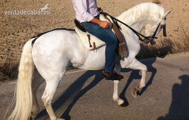 PRE CAPADO, MONTADO Y ENGANCHADO - Caballos Capados Pura Raza Española