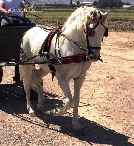 PRE CAPADO, MONTADO Y ENGANCHADO - Caballos Capados