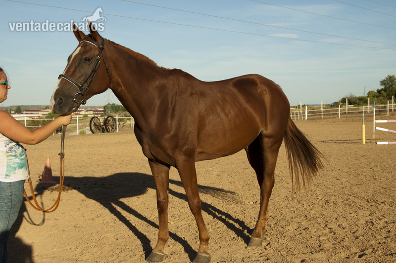 Cruzado {TYPE}