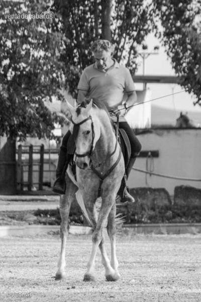 CAMBIO CABALLO MUY CRUZADO POR POTRO 3 AÑOS ESPAÑOL in 
