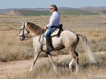 CAMBIO CABALLO MUY CRUZADO POR POTRO 3 AÑOS ESPAÑOL