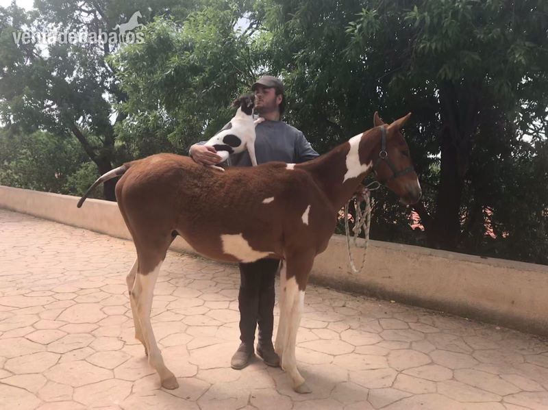 50 % madre Trakehner – padre QH