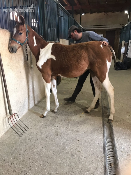 50 % madre Trakehner – padre QH {TYPE}