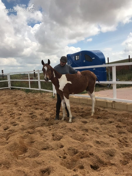 Potros 50 % madre Trakehner – padre QH - MAJAGUA (50% TRAKEHNER - QH)