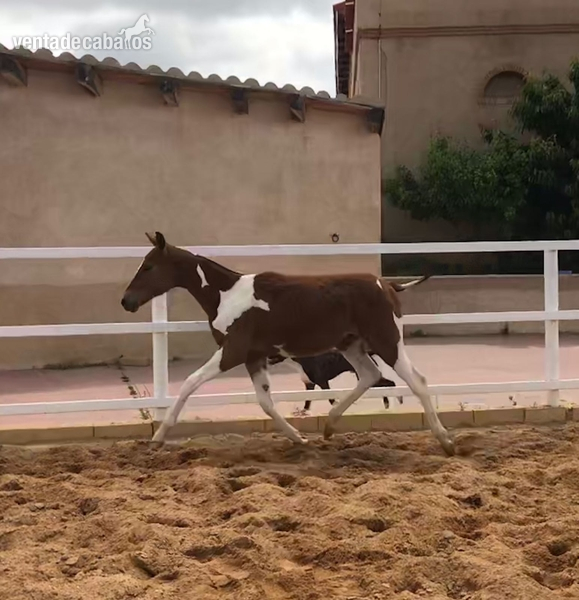 MAJAGUA (50% TRAKEHNER - QH) - Potros 50 % madre Trakehner – padre QH