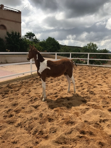 MAJAGUA (50% TRAKEHNER - QH) - 50 % madre Trakehner – padre QH