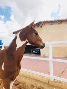 MAJAGUA (50% TRAKEHNER - QH)