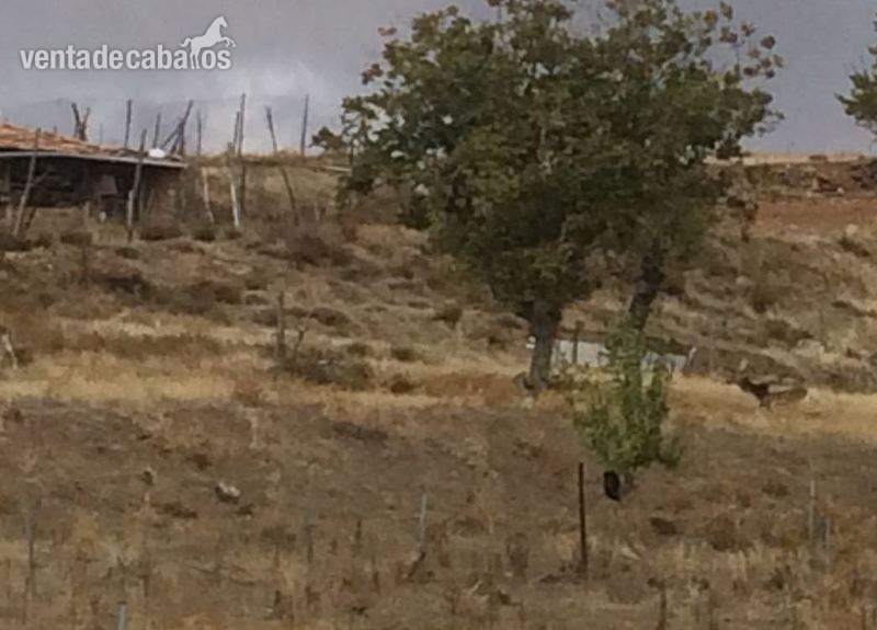 Vendo Gamos de la Sierra de Guadarrama. in 