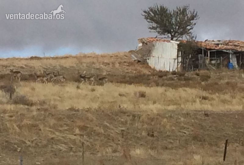 Vendo Gamos de la Sierra de Guadarrama.