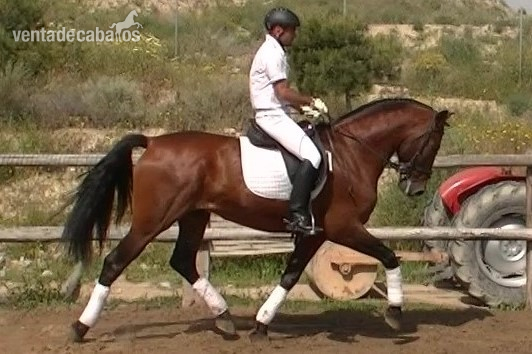 CABALLO PRE DOMA CLASICA EXCELENTE in 