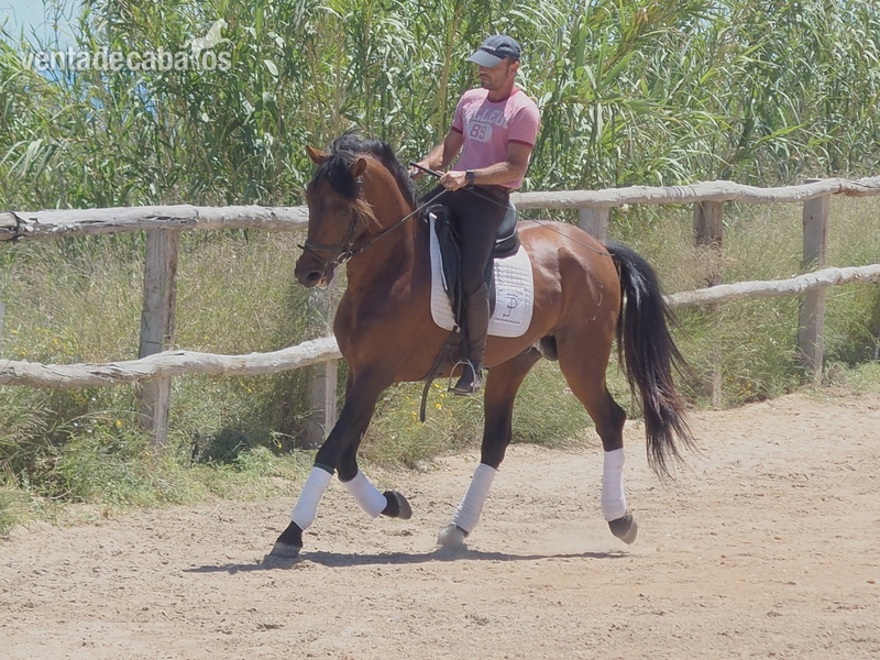 Caballos Pura Raza Española (P.R.E.) Pura Raza Española - CABALLO PRE DOMA CLASICA EXCELENTE