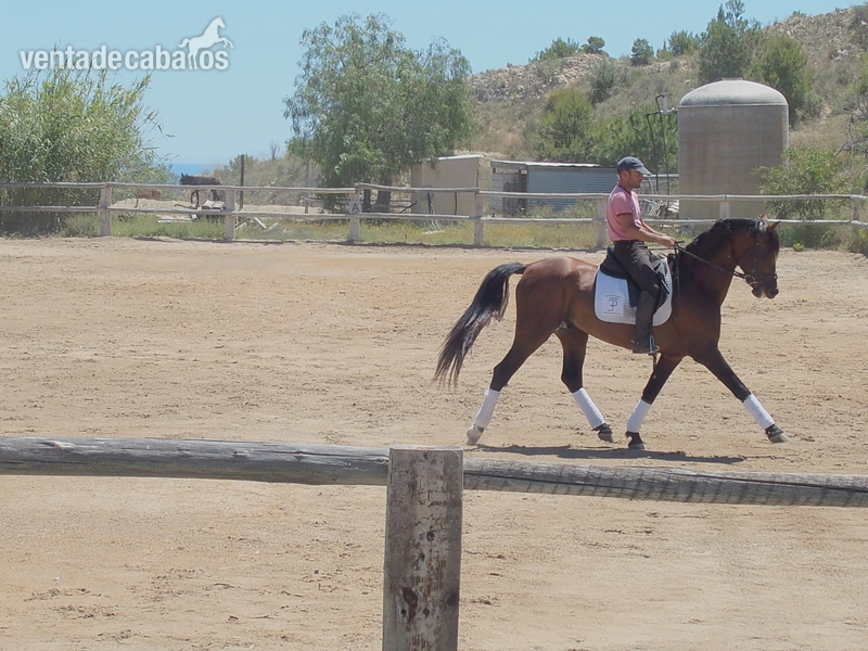 CABALLO PRE DOMA CLASICA EXCELENTE - Caballos Pura Raza Española (P.R.E.) Pura Raza Española