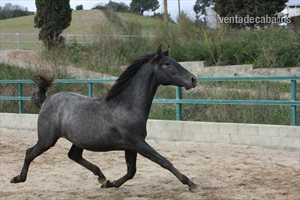 POTRO PURA RAZA ESPAÑOLA EN VENTA in 
