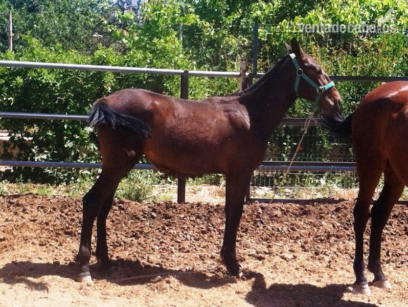 EXCELENTE POTRA PRE - Potras Pura Raza Española