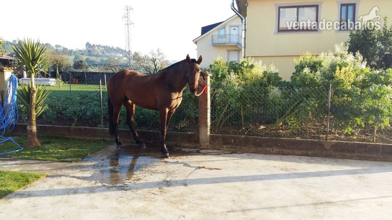 Se vende yegua pre in 