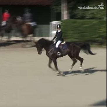CABALLO PARA INFANTIL in 