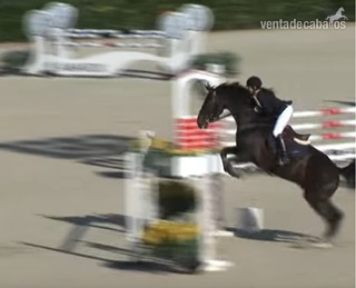 Caballos Enteros Silla francés - CABALLO PARA INFANTIL
