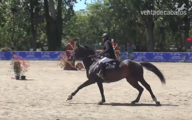 CABALLO PARA INFANTIL - Caballos Enteros Silla francés