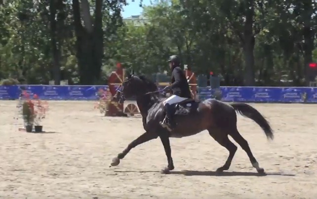 CABALLO PARA INFANTIL - Caballos Enteros Silla francés