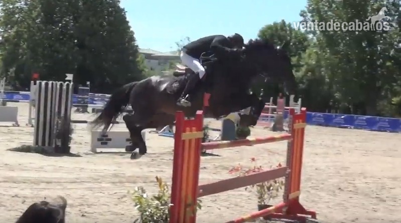 CABALLO PARA INFANTIL - Silla francés