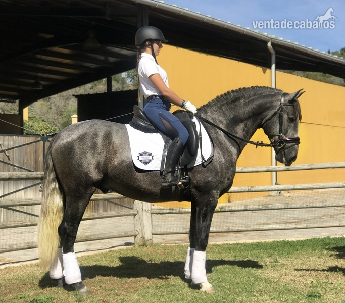 Pura Raza Española {TYPE}