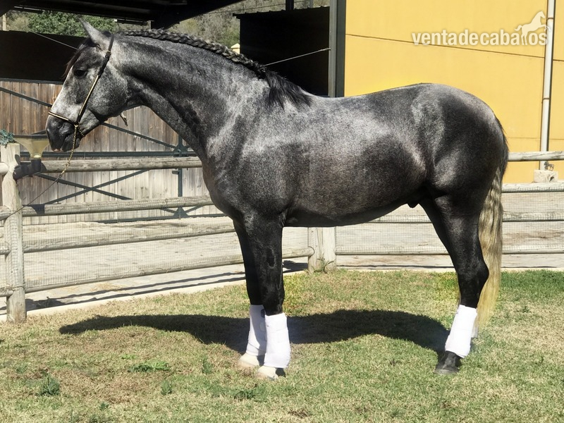 Caballos Pura Raza Española (P.R.E.) Pura Raza Española - GUAPO CAB (PRE) 