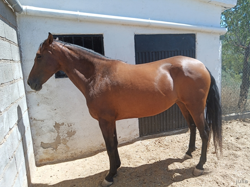 Potra PRE Apta reproductora inscrita en ANCCE Preñada in 