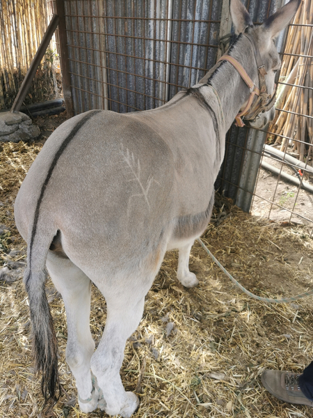 Burro Platero 3 años  - Burros