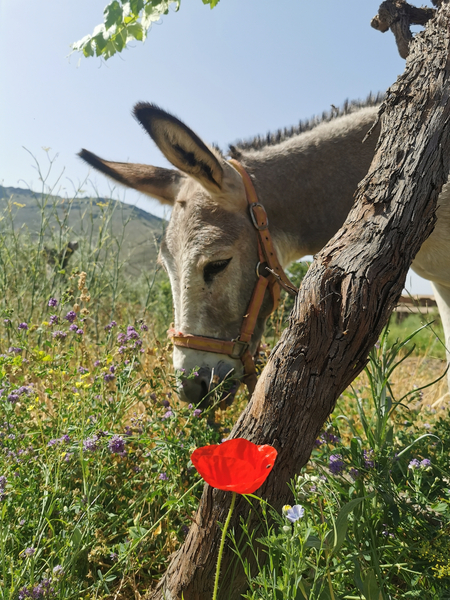 Burro Platero 3 años  in 