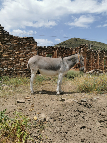 Burros EMPTY - Burro Platero 3 años 