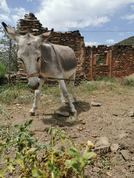 Burro Platero 3 años  - Burros EMPTY