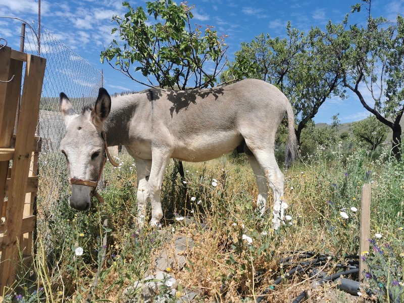 Burro Platero 3 años  - Burros