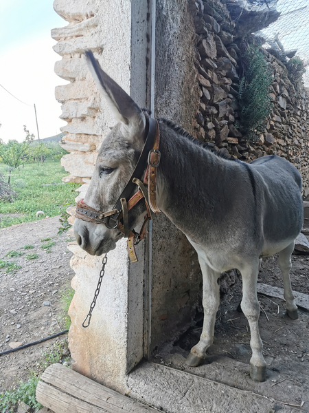 Burro Platero 3 años  - EMPTY