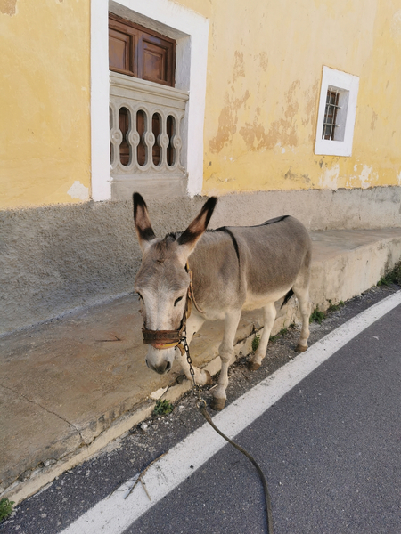  Burro Platero 3 años 