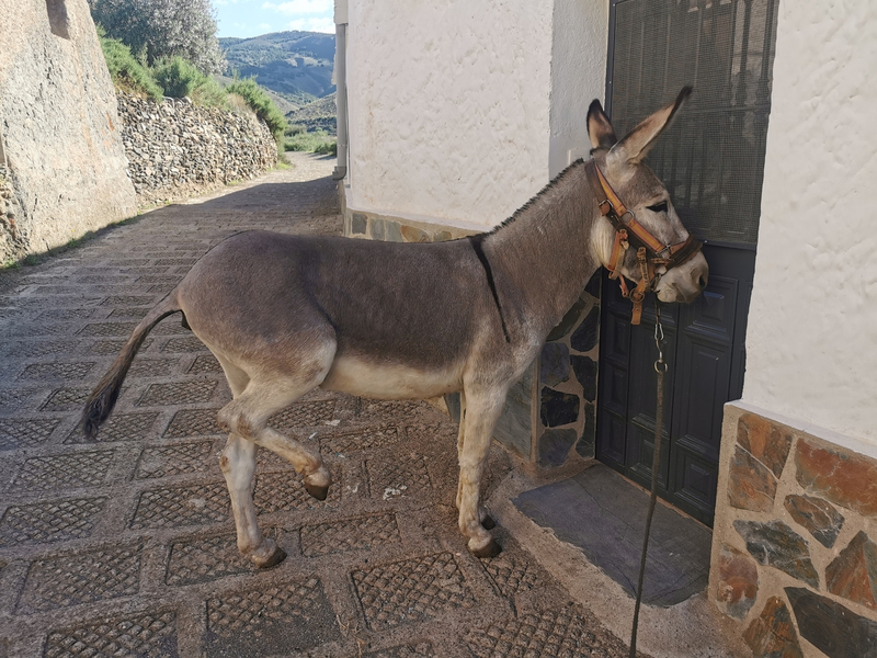 Burro Platero 3 años  - Burros in 